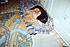Click image for larger version. 

Name:	Blackie2.jpg 
Views:	48 
Size:	167.5 KB 
ID:	53755