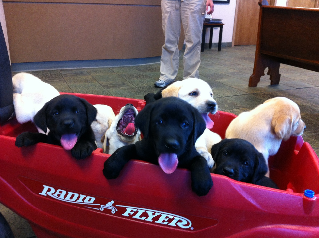 Name:  Wagonofpuppies.jpg
Views: 2237
Size:  417.2 KB