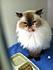 Click image for larger version. 

Name:	old_man_kitty.JPG 
Views:	71 
Size:	27.1 KB 
ID:	53776