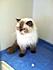 Click image for larger version. 

Name:	old_man_kitty_2.JPG 
Views:	69 
Size:	25.3 KB 
ID:	53777