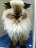 Click image for larger version. 

Name:	old_man_kitty_3.JPG 
Views:	76 
Size:	27.0 KB 
ID:	53778
