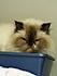 Click image for larger version. 

Name:	old_man_kitty_4.JPG 
Views:	65 
Size:	24.8 KB 
ID:	53779
