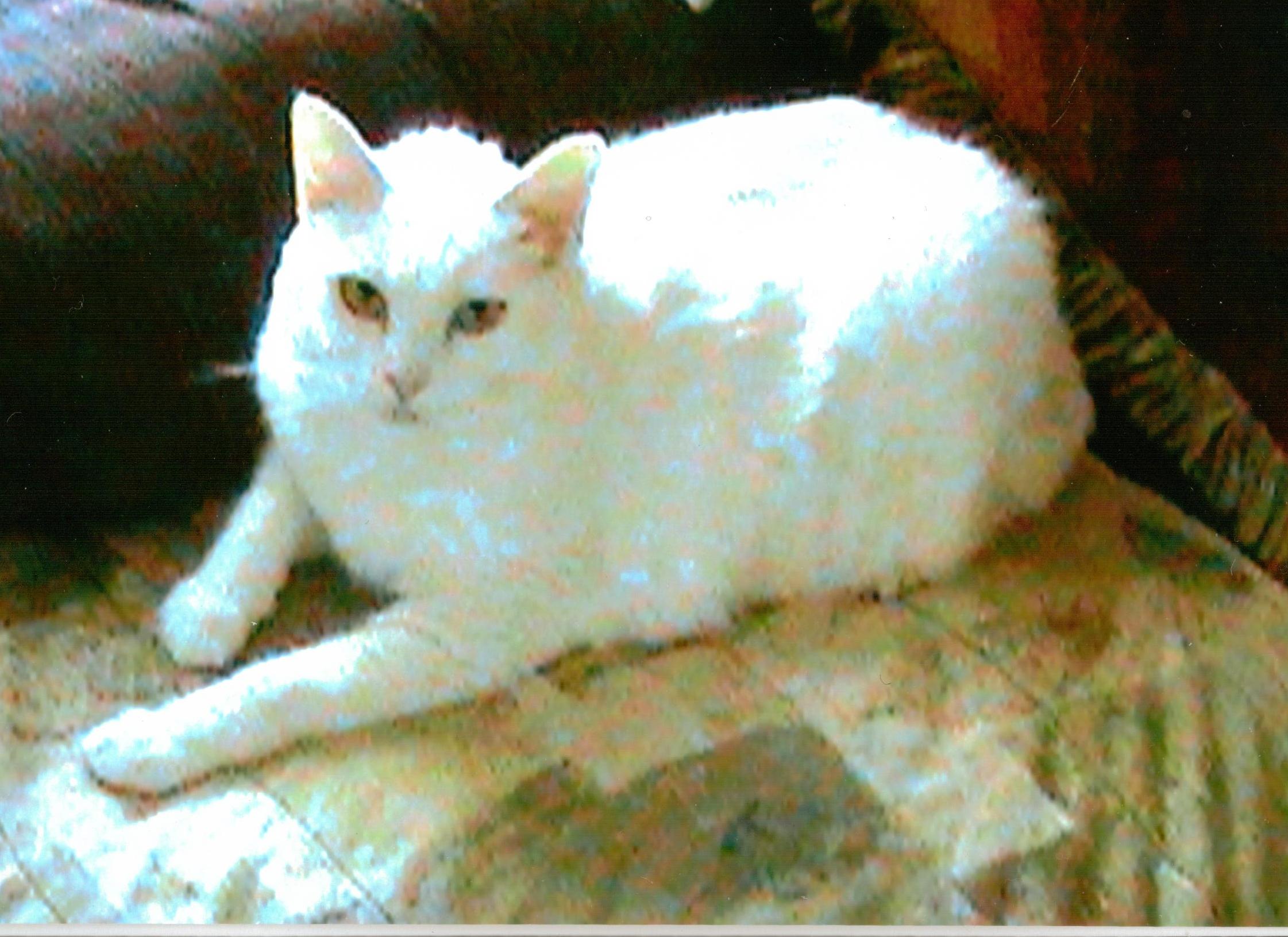 Name:  Barney2.jpeg
Views: 1137
Size:  323.5 KB