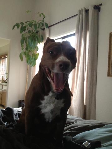 Name:  Molly.jpg
Views: 277
Size:  21.3 KB