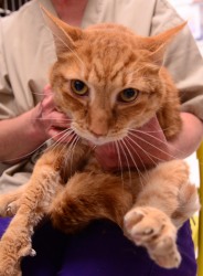 Name:  Pumpkin.jpg
Views: 64
Size:  15.5 KB