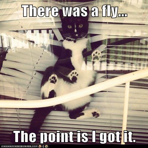 Name:  kitty and blinds.jpg
Views: 155
Size:  49.9 KB