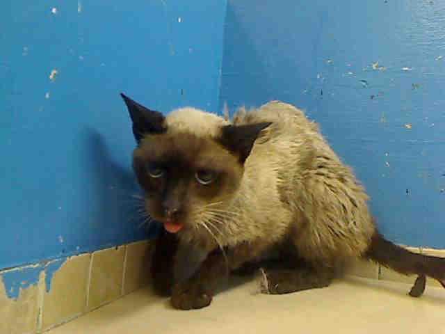 Name:  injured_siamese.jpg
Views: 338
Size:  15.9 KB