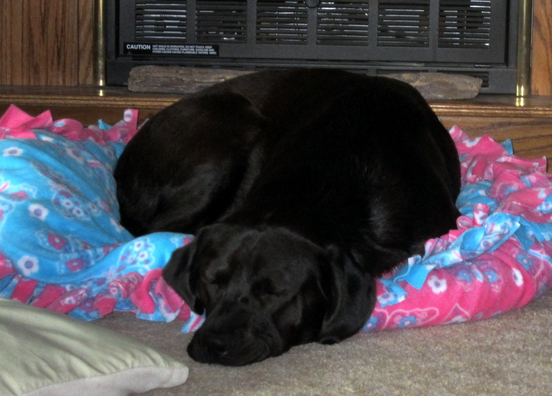 Homesick puppy.