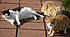 Click image for larger version. 

Name:	-4.jpg 
Views:	112 
Size:	146.1 KB 
ID:	53879
