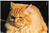 micio max 2