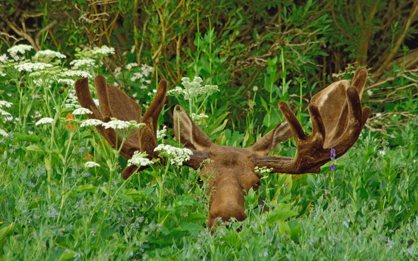 Name:  moose-hiding_2168335k.jpg
Views: 229
Size:  165.1 KB