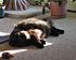 Click image for larger version. 

Name:	My Three June 23 2012 014.JPG 
Views:	101 
Size:	904.0 KB 
ID:	53982