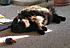 Click image for larger version. 

Name:	My Three June 23 2012 015.JPG 
Views:	130 
Size:	705.2 KB 
ID:	53983