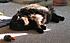 Click image for larger version. 

Name:	My Three June 23 2012 016.JPG 
Views:	103 
Size:	635.3 KB 
ID:	53984