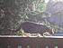 Click image for larger version. 

Name:	My Three June 23 2012 035.JPG 
Views:	126 
Size:	1.30 MB 
ID:	53994