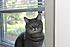 Click image for larger version. 

Name:	Rascal in window.jpg 
Views:	73 
Size:	11.7 KB 
ID:	54008