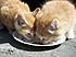 Click image for larger version. 

Name:	kittens004.jpg 
Views:	68 
Size:	136.2 KB 
ID:	54031