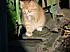 Click image for larger version. 

Name:	kittens013.jpg 
Views:	75 
Size:	121.5 KB 
ID:	54032