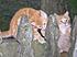 Click image for larger version. 

Name:	kittens018.jpg 
Views:	80 
Size:	120.3 KB 
ID:	54033