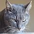 Click image for larger version. 

Name:	TigerSquint-399x395.jpg 
Views:	80 
Size:	26.4 KB 
ID:	54150