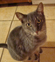 Click image for larger version. 

Name:	TigerLooking-542x600-392x433.png 
Views:	77 
Size:	442.4 KB 
ID:	54151