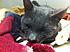 Click image for larger version. 

Name:	injured_cat1.jpg 
Views:	66 
Size:	122.7 KB 
ID:	54161