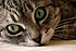 Click image for larger version. 

Name:	greeneyes.jpg 
Views:	81 
Size:	3.8 KB 
ID:	54262