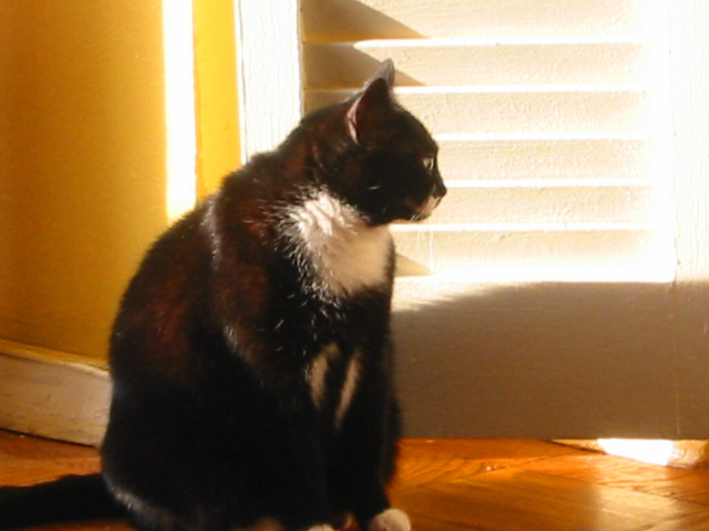 Phantom Profile