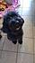 Click image for larger version. 

Name:	ollieafterbath.jpg 
Views:	131 
Size:	1.64 MB 
ID:	54290