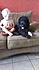 Click image for larger version. 

Name:	ollieandvincent.jpg 
Views:	145 
Size:	1.81 MB 
ID:	54292