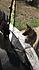 Click image for larger version. 

Name:	goofy in trampoline.jpg 
Views:	130 
Size:	1.49 MB 
ID:	54295
