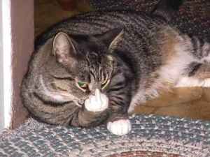 Name:  3n33md3lb5Y25V55Q3b799cd29c339c1115af.jpg
Views: 457
Size:  9.1 KB