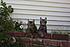 Click image for larger version. 

Name:	ch_cats_LA3.jpg 
Views:	62 
Size:	109.2 KB 
ID:	54306