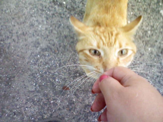 Name: karina_orange_cat.jpg
Views: 1149
Size: 113.5 KB