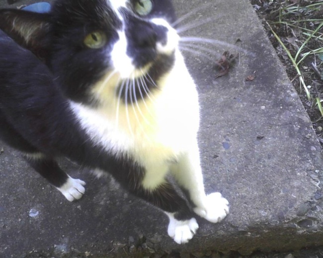 Name:  OBKitty01.jpg
Views: 171
Size:  122.6 KB