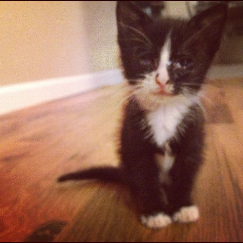 Name:  tinykitten.jpg
Views: 743
Size:  42.6 KB