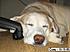 Copy (3) of sleepy casey 10 18 08