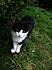 Click image for larger version. 

Name:	bw_fluff.jpg 
Views:	73 
Size:	106.9 KB 
ID:	54429