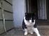 Click image for larger version. 

Name:	oreo_kitty.jpg 
Views:	54 
Size:	54.2 KB 
ID:	54430