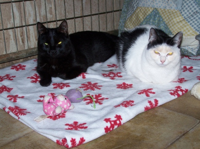 Name:  kittiesIL.jpg
Views: 184
Size:  125.8 KB