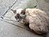 Click image for larger version. 

Name:	Frankie_1.JPG 
Views:	212 
Size:	48.3 KB 
ID:	54484