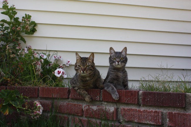 Name:  ch_cats_LA3.jpg
Views: 533
Size:  109.2 KB