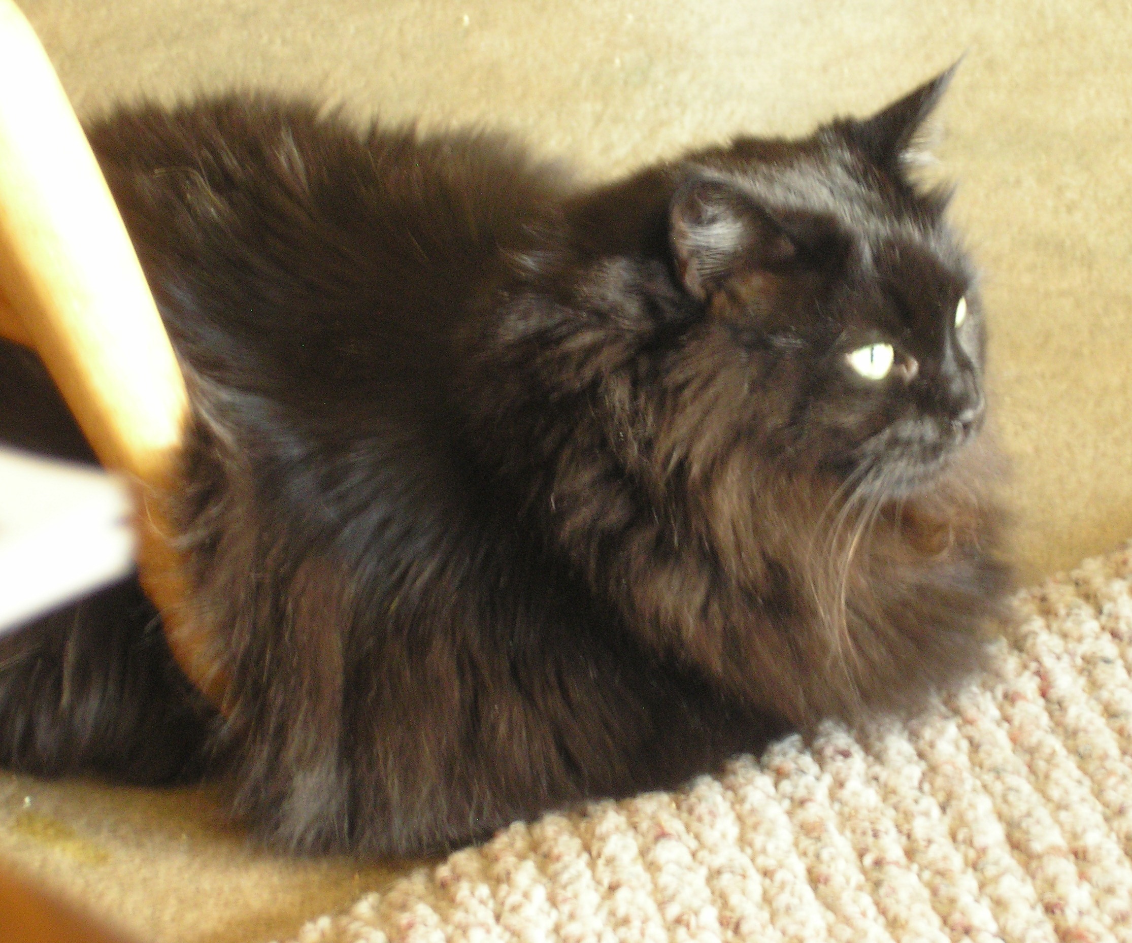 Name:  My Three June 23 2012 021.JPG
Views: 2407
Size:  933.4 KB