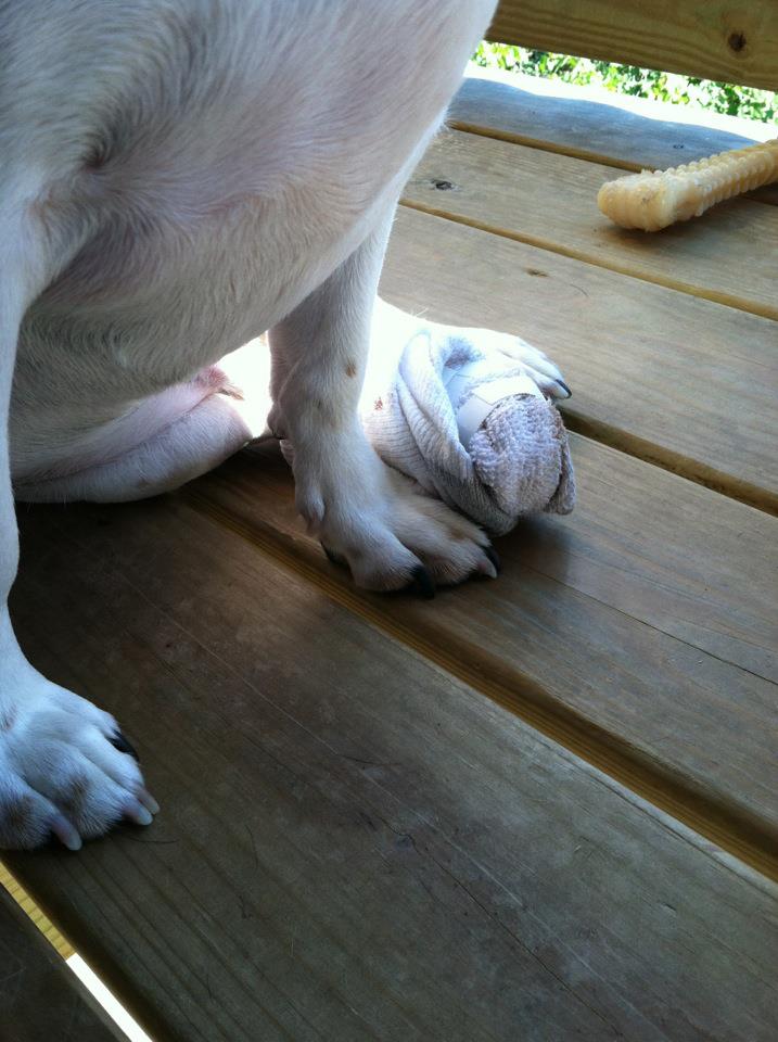 Name:  snoopyfoot.jpg
Views: 1778
Size:  83.2 KB