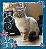 Click image for larger version. 

Name:	Bella1.jpg 
Views:	387 
Size:	39.0 KB 
ID:	54616