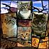 Click image for larger version. 

Name:	The Zoo Crew1.jpg 
Views:	440 
Size:	68.8 KB 
ID:	54647