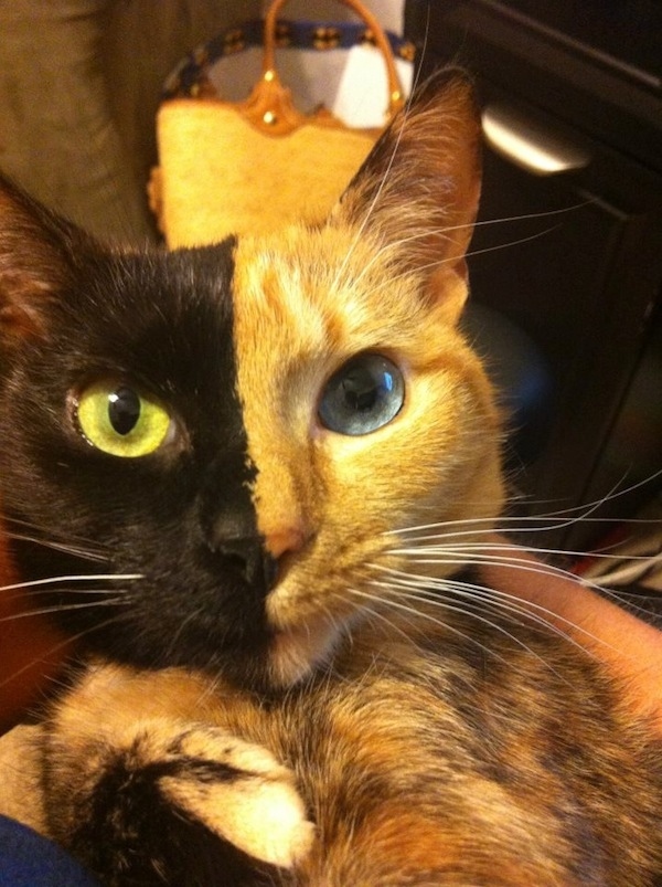 Name:  Venus.jpg
Views: 1498
Size:  193.0 KB