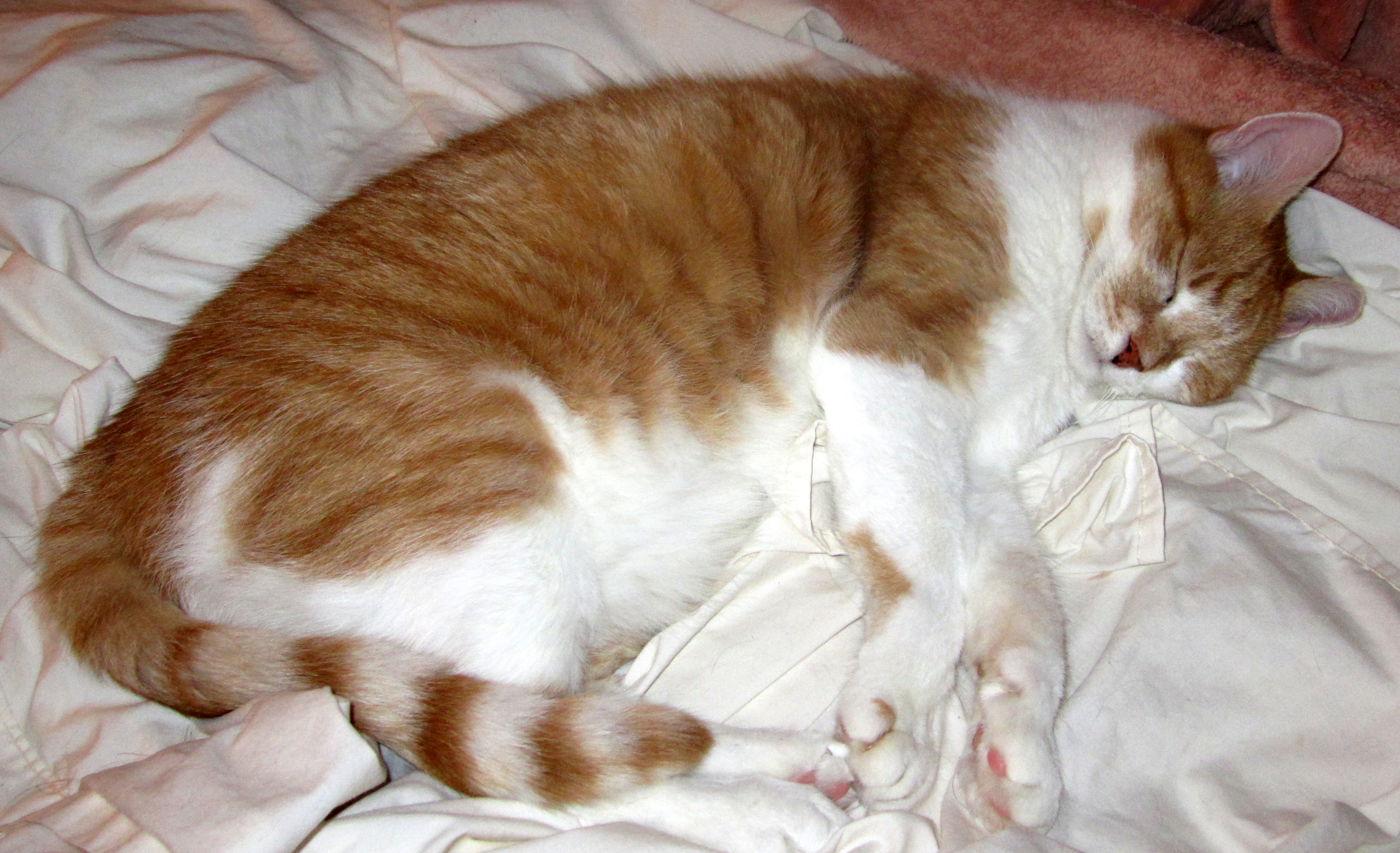IMG 0514http://petoftheday.com/talk/album.php?albumid=571&attachmentid=54669