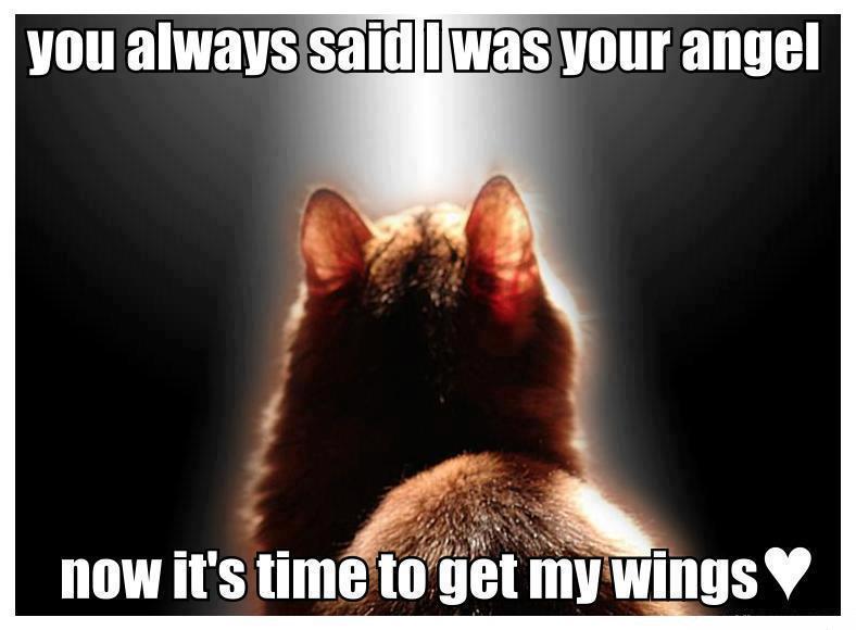 Name:  Angel.jpeg
Views: 1873
Size:  45.4 KB