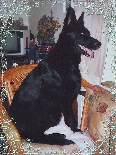 6 Cleo Jan 2004
My Rainbow Bridge Girl and My Heartsong